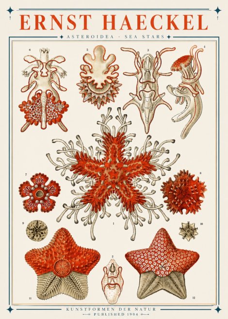 Ernst Haeckel Asteroidea. Sea Stars No3 - Poster
