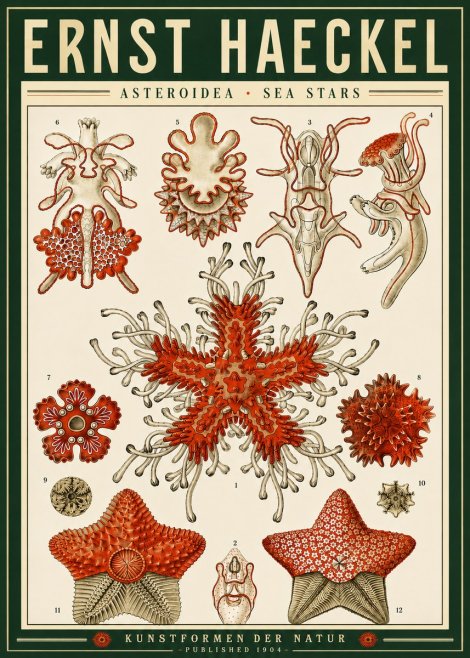 Ernst Haeckel Asteroidea. Sea Stars No4 - Poster