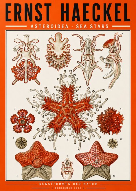 Ernst Haeckel Asteroidea. Sea Stars No5 - Poster