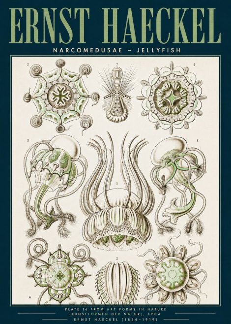 Ernst Haeckel Narcomedusae - Jellyfish No3 - Poster