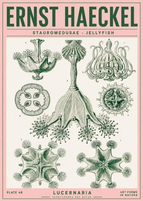 Ernst Haeckel Stauromedusae – Jellyfish No4 - Poster
