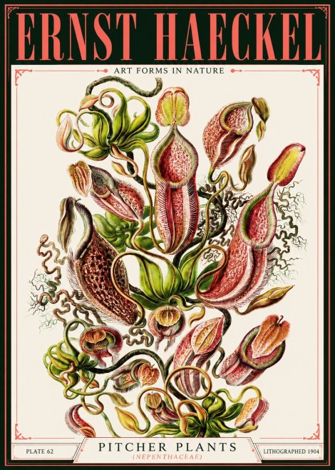 Ernst Haeckel Pitcher Plants No4 - Poster