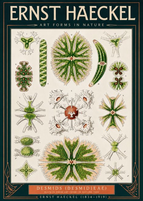 Ernst Haeckel Desmids (Desmidieae) No2 - Poster