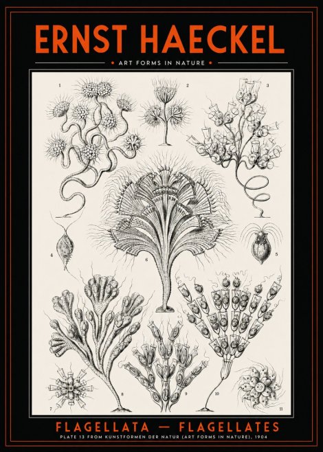 Ernst Haeckel Flagellata - Flagellates No2 - Poster
