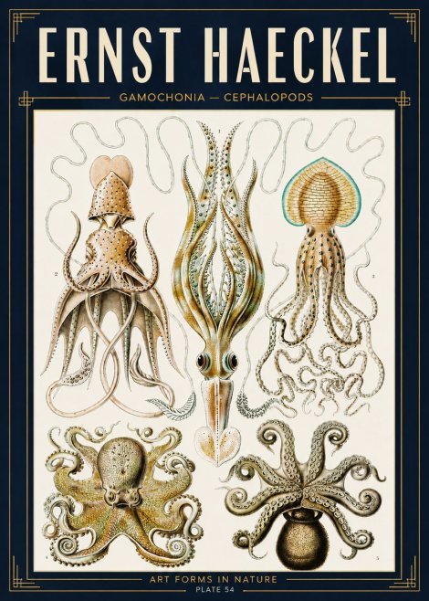 Ernst Haeckel Cephalopods Octopuses and Squid No5 - Poster