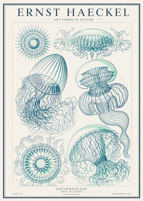 Ernst Haeckel Leptomedusae True Jellyfish No1 - Poster