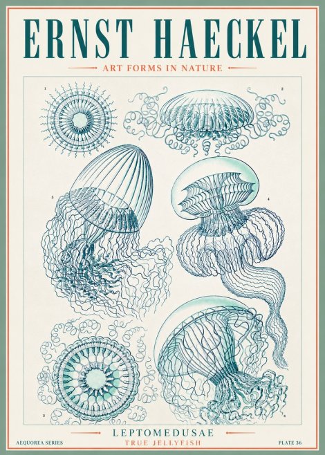 Ernst Haeckel Leptomedusae True Jellyfish No3 - Poster