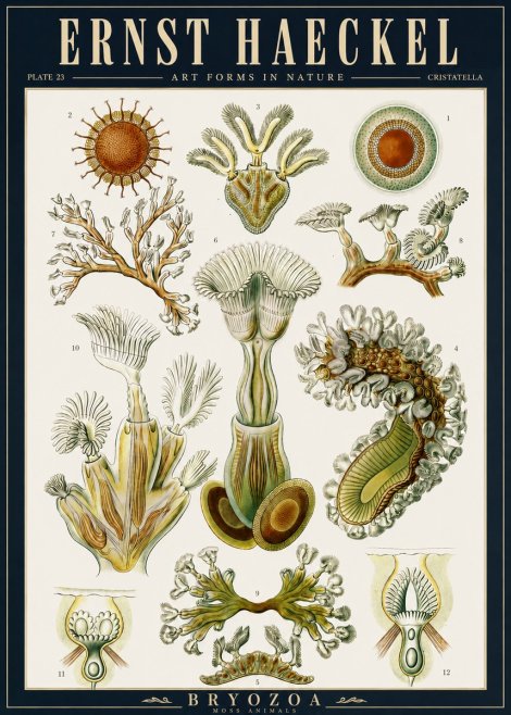 Ernst Haeckel Cristatella No5 - Poster