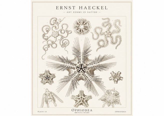Ernst Haeckel Ophiodea - Brittle Stars I No1 - Poster