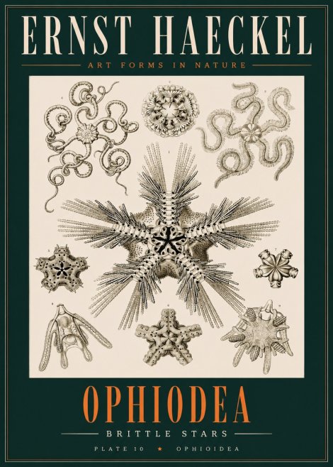 Ernst Haeckel Ophiodea - Brittle Stars I No2 - Poster