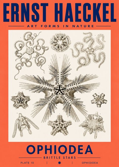 Ernst Haeckel Ophiodea - Brittle Stars I No3 - Poster