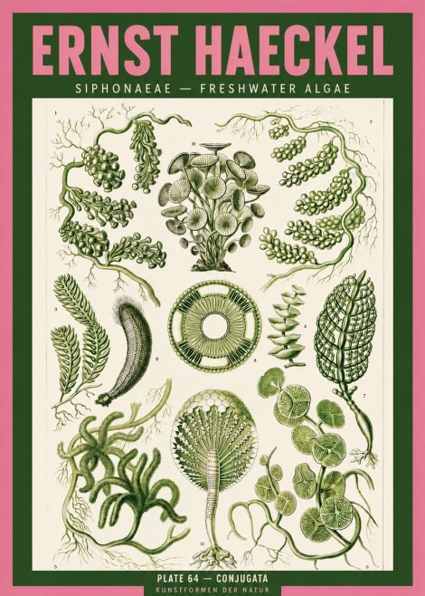 Ernst Haeckel Siphonaceae - Freshwater Algae No2 - Poster