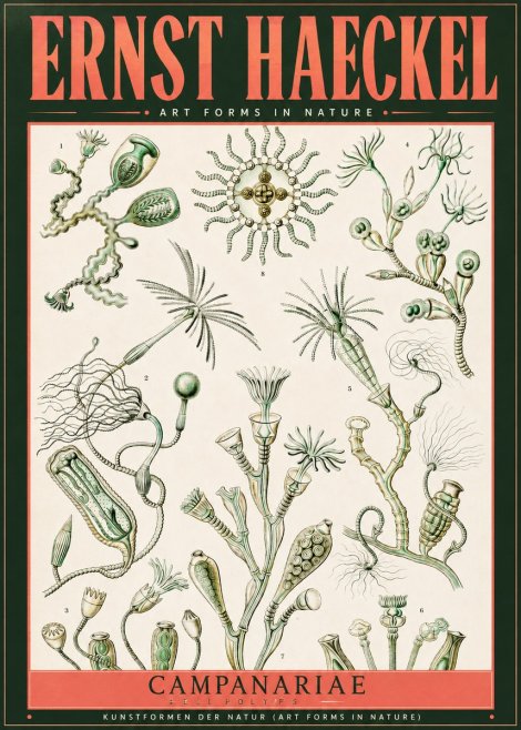 Ernst Haeckel Campanariae – Bell Polyps No2 - Poster