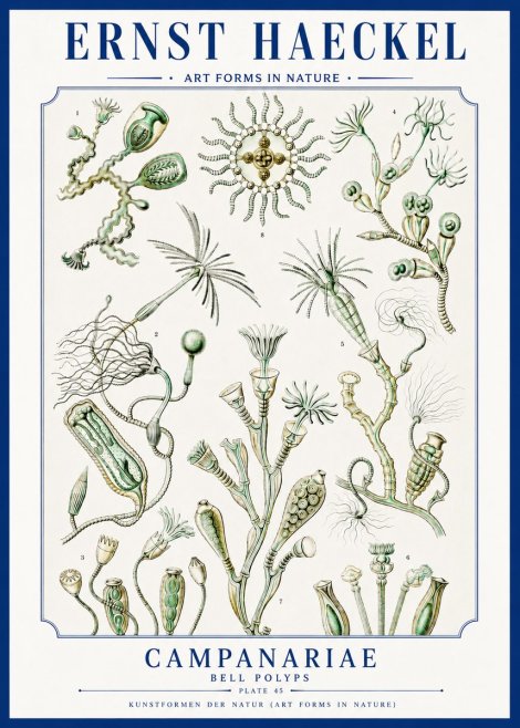 Ernst Haeckel Campanariae – Bell Polyps No3 - Poster