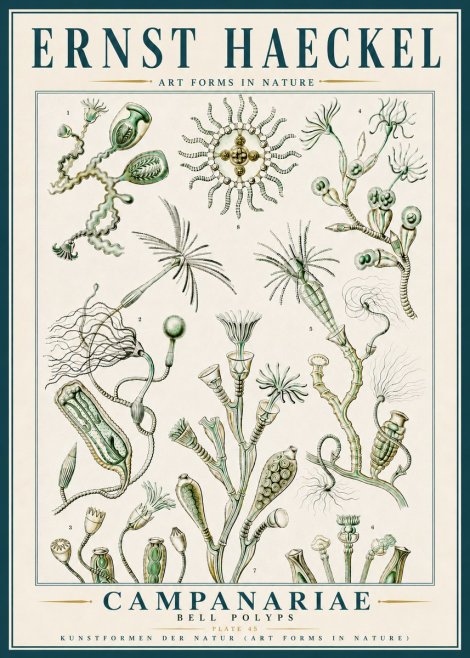 Ernst Haeckel Campanariae – Bell Polyps No5 - Poster