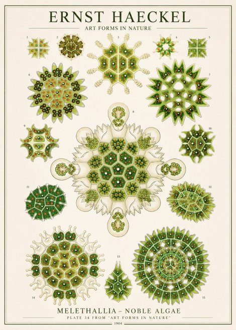 Ernst Haeckel Melethallia - Noble Algae No1 - Poster