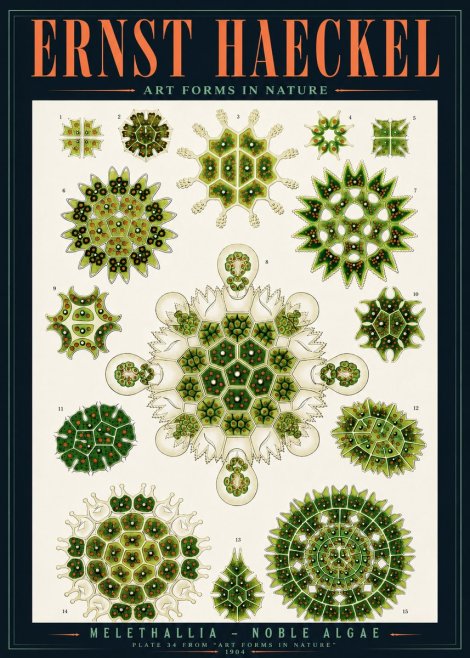 Ernst Haeckel Melethallia - Noble Algae No4 - Poster