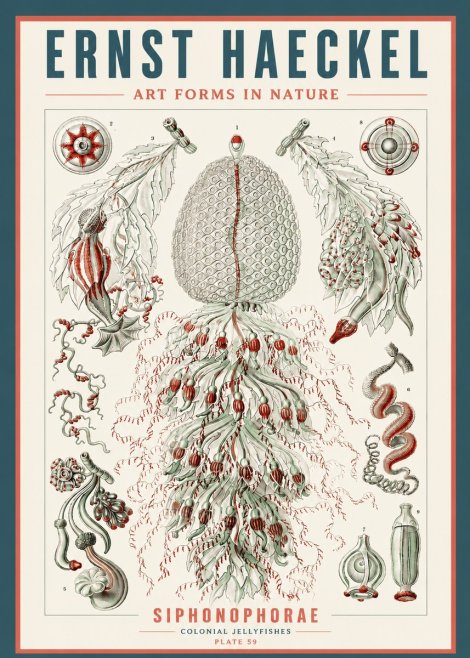 Ernst Haeckel Siphonophorae - State Colonies No5 - Poster
