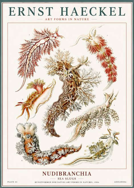 Ernst Haeckel Nudibranchia – Sea Slugs No6 - Poster