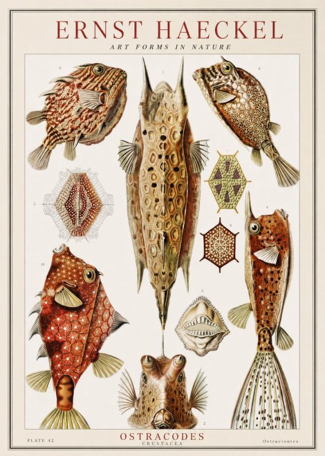 Ernst Haeckel Ostracodes Crustacea No1 - Poster
