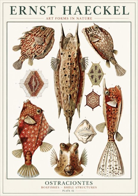 Ernst Haeckel Ostracodes Crustacea No6 - Poster