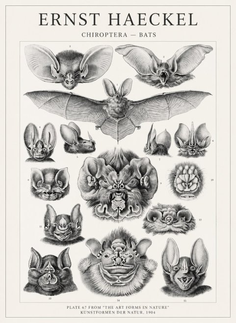 Ernst Haeckel Chiroptera Bats No4 - Poster
