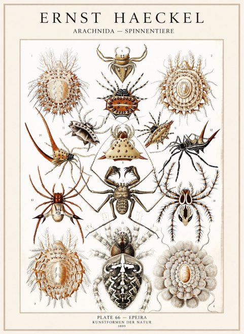 Ernst Haeckel Arachnida — Spiders No4 - Poster