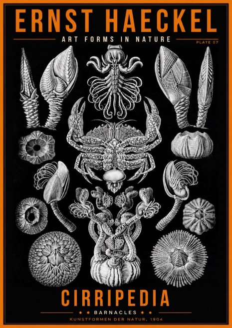 Ernst Haeckel Cirripedia Barnacles No2 - Poster