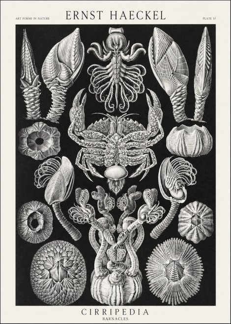 Ernst Haeckel Cirripedia Barnacles No3 - Poster