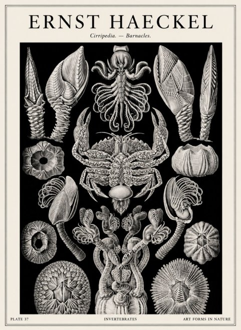 Ernst Haeckel Cirripedia Barnacles No4 - Poster
