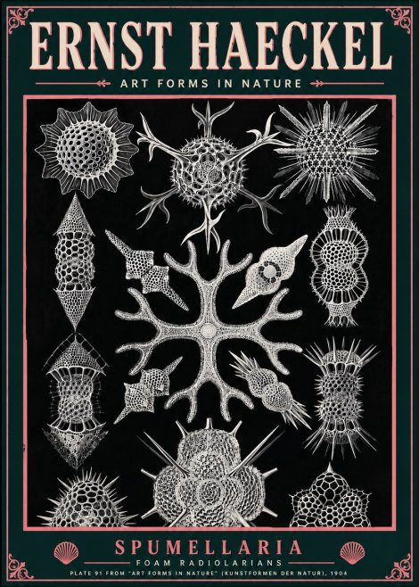 Ernst Haeckel Spumellaria No6 - Poster