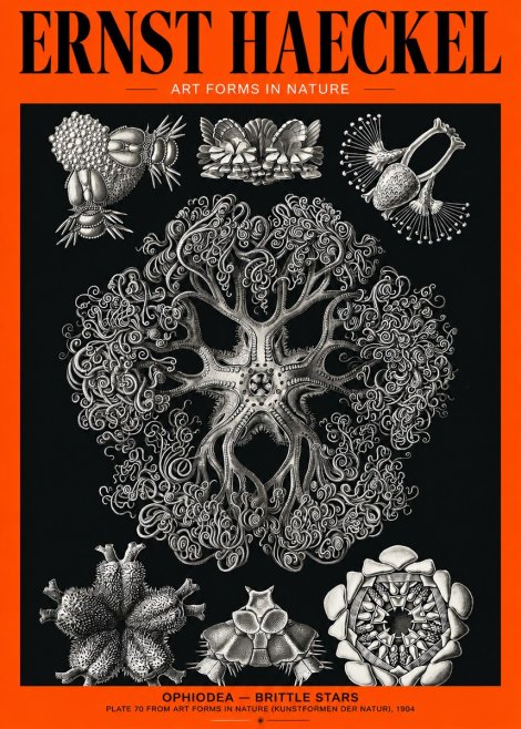 Ernst Haeckel Ophiodea - Brittle Stars II No2 - Poster