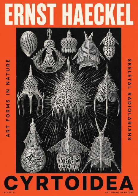 Ernst Haeckel Cyrtoidea - Starry Radiolarians No5 - Poster