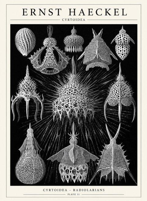 Ernst Haeckel Cyrtoidea - Starry Radiolarians No6 - Poster