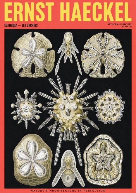 Ernst Haeckel Echinidea — Sea Urchins No2 - Poster