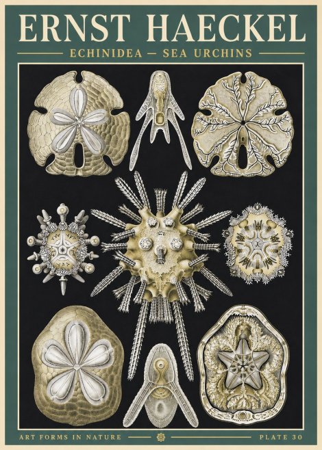 Ernst Haeckel Echinidea — Sea Urchins No3 - Poster