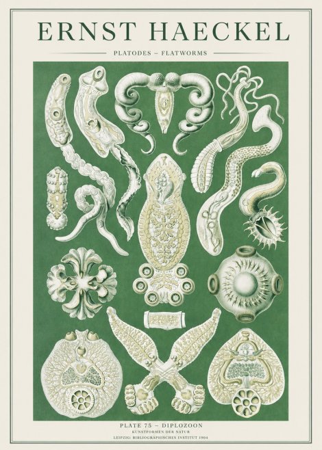 Ernst Haeckel Platodes – Flatworms No2 - Poster