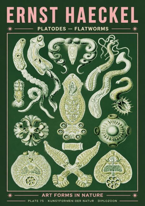 Ernst Haeckel Platodes – Flatworms No4 - Poster