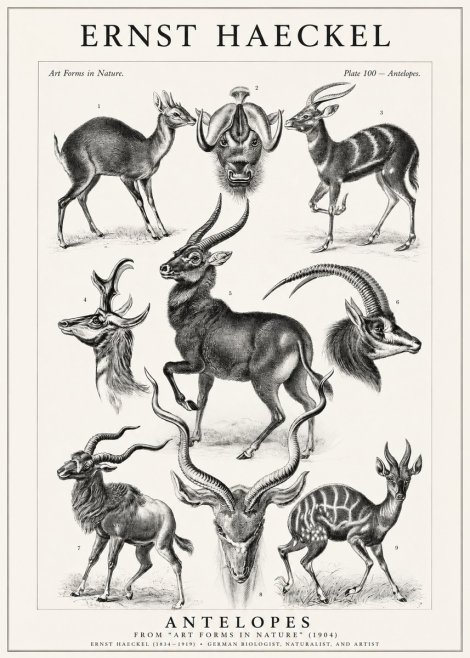 Ernst Haeckel Antelopes No1 - Poster