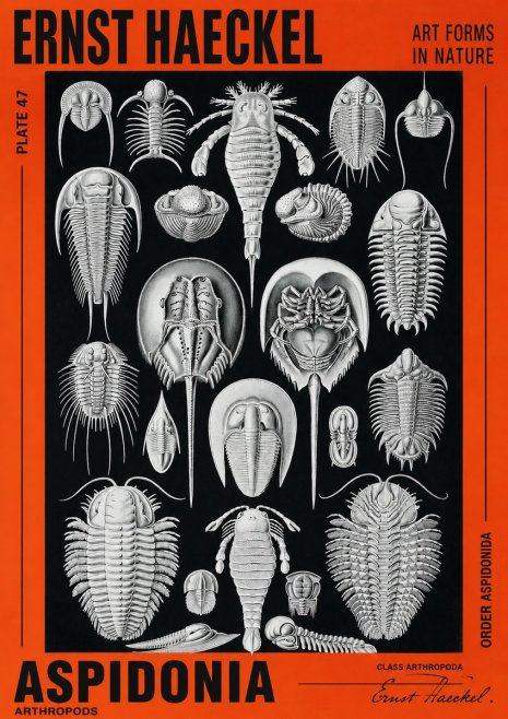 Ernst Haeckel Aspidonia No2 - Poster