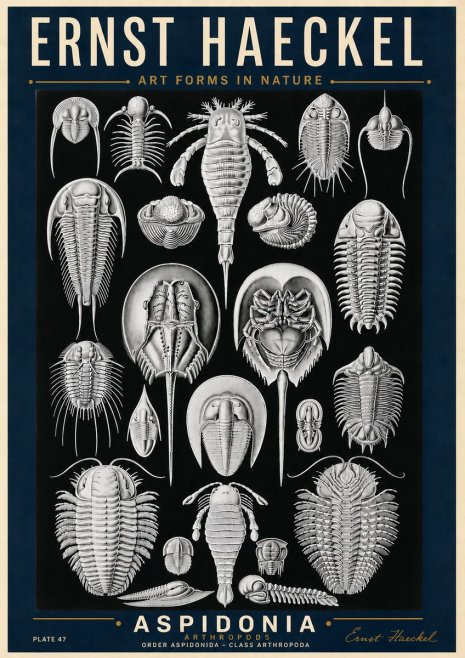 Ernst Haeckel Aspidonia No6 - Poster
