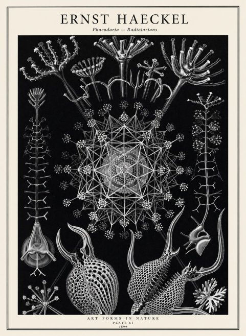 Ernst Haeckel Phaeodaria Radiolarians - Plate 61 No2 - Poster