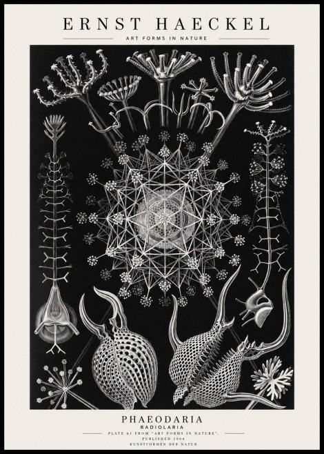 Ernst Haeckel Phaeodaria Radiolarians - Plate 61 No4 - Poster