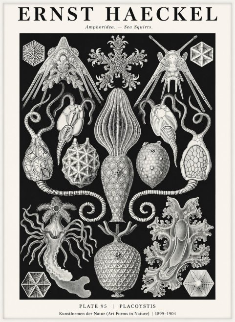 Ernst Haeckel Amphoridea No3 - Poster