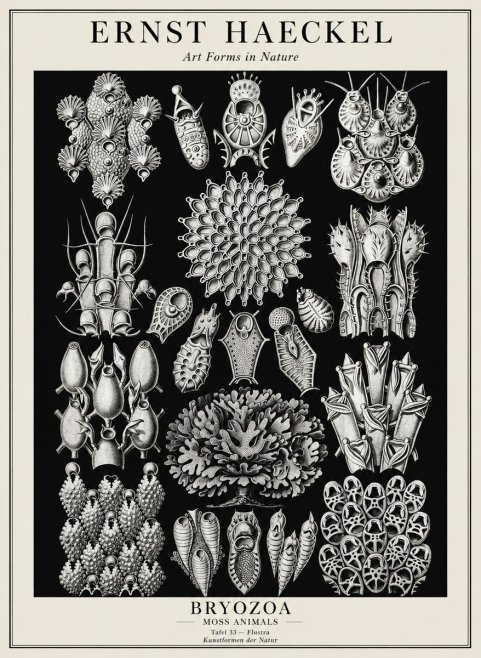 Ernst Haeckel Bryozoa No3 - Poster