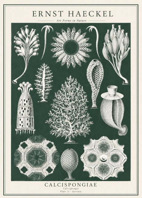 Ernst Haeckel Calcispongiae - Calcisponiges - Plate 5 - Asconia No1 - Poster