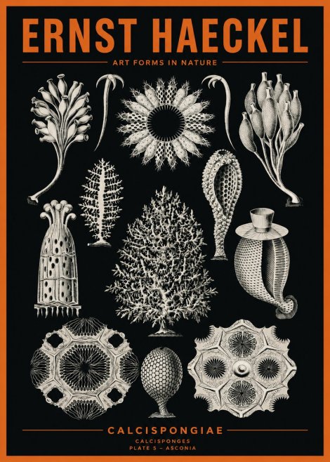 Ernst Haeckel Calcispongiae - Calcisponiges - Plate 5 - Asconia No2 - Poster