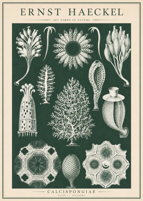 Ernst Haeckel Calcispongiae - Calcisponiges - Plate 5 - Asconia No6 - Poster