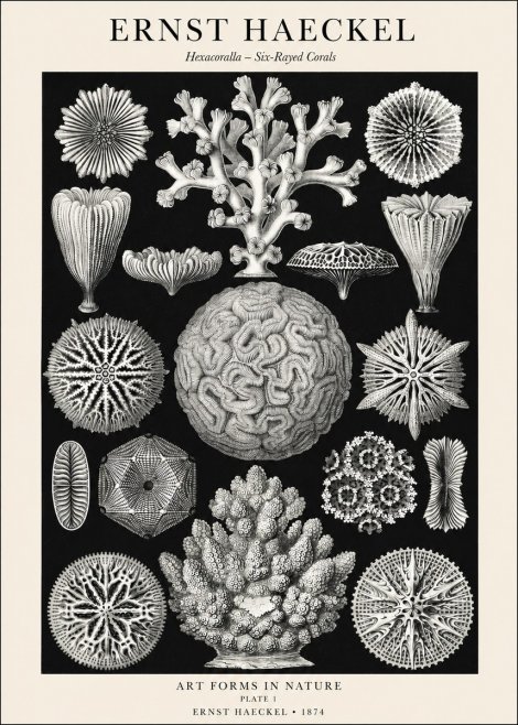 Ernst Haeckel Hexacoralla – Six-rayed Corals No1 - Poster