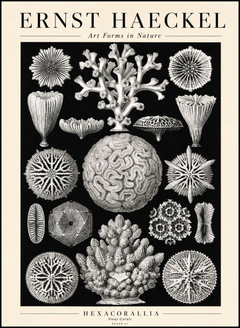 Ernst Haeckel Hexacoralla – Six-rayed Corals No3 - Poster